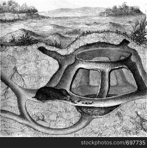 Galleries of the molehill, vintage engraved illustration. From Zoology Elements from Paul Gervais.