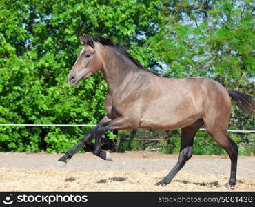 galoping Andalusian grey young stallion. Spain