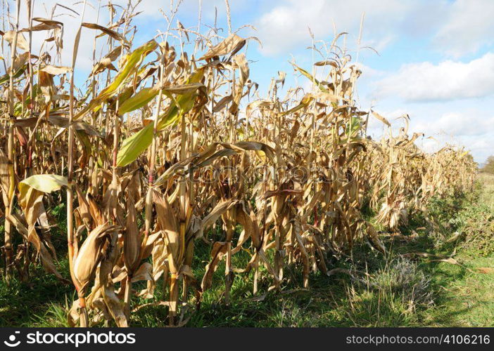 Game cover crop