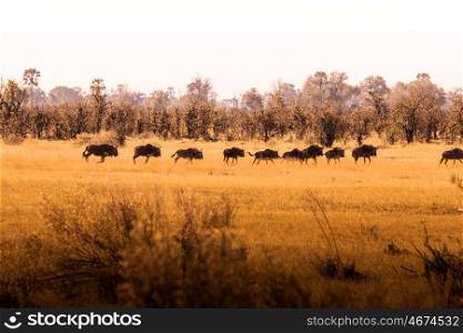 Game walk at Okavango Delta