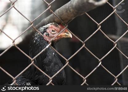Gamecock chicken in the steel cage henhouse, Animal concept