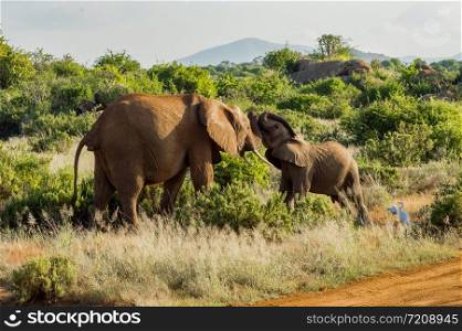 Games between two elephants in the savannah of Samburu Park in central Kenya in Africa