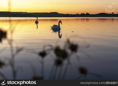 gang, group of swans at sunrise. Shadows and warm lights. Backlight. Silhouettes. Beautiful background.