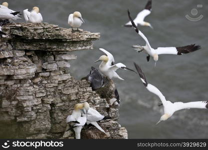 Gannet colony (Morus bassanns) at Bempton Cliffs on the North Yorkshire coast in the United Kingdom.