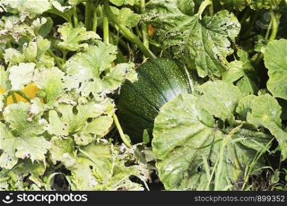 Garbuz . A large green pumpkin Garbuz ripens on a bed of green leaves.