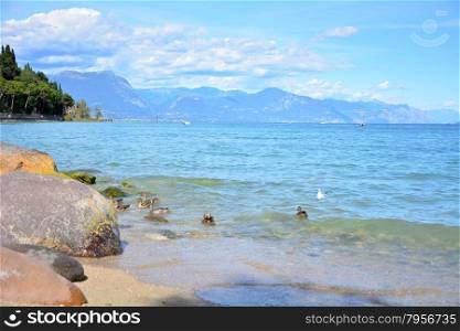 Garda Sirmione city italy lake with ducks landscape