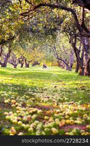 Garden and apples