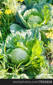 garden bed with organic ripe cabbages in summer