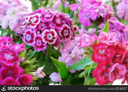 garden carnation perennial, pink and blue petals of carnation. pink and blue petals of carnation, garden carnation perennial