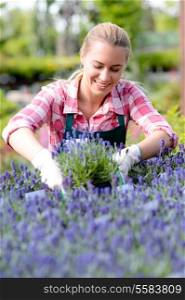 Garden center woman worker looking down at lavender flowerbed smiling