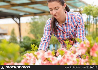 Garden center woman working in pink flowerbed looking down plants