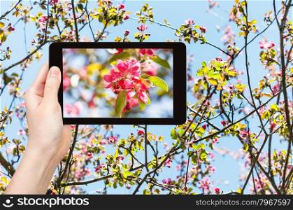 garden concept - farmer photographs picture of pink flowers on blossoming twigs of apple tree and blue sky on background on tablet pc