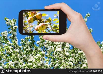 garden concept - farmer photographs picture of ripe apples on twiig with blossoming apple tree and blue sky on background on smartphone