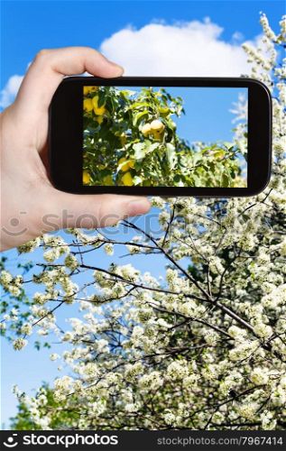 garden concept - farmer photographs picture of ripe yellow apples on branch with blossoming apple tree on background on smartphone