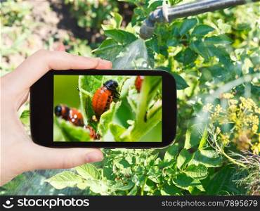 garden concept - man taking photo of processing of pesticide on colorado potato beetle on mobile gadget in garden