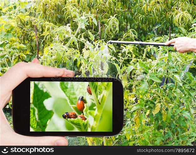 garden concept - man taking photo of spraying of insecticide on colorado potato beetle on mobile gadget in garden