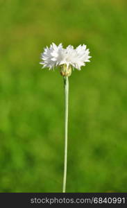 Garden cornflower