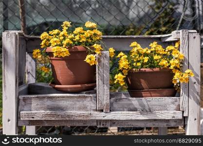 Garden decoration with wildflowers yellow, outdoors in a wooden box.