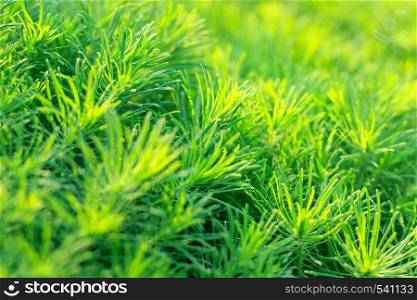 garden decorative ornamental perennial grass in sunlight, background, texture. Euphorbia cyparissias in landscape design. garden ornamental perennial grass in sunlight