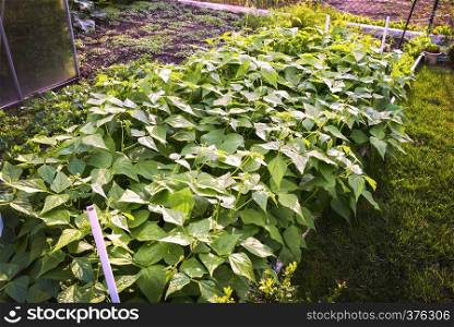 Garden field with Soybean. Agriculture landscape on a bright sunny day