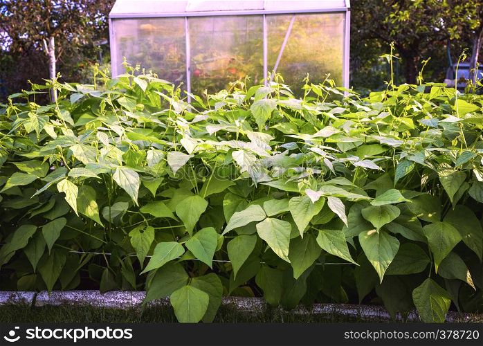 Garden field with Soybean. Agriculture landscape on a bright sunny day