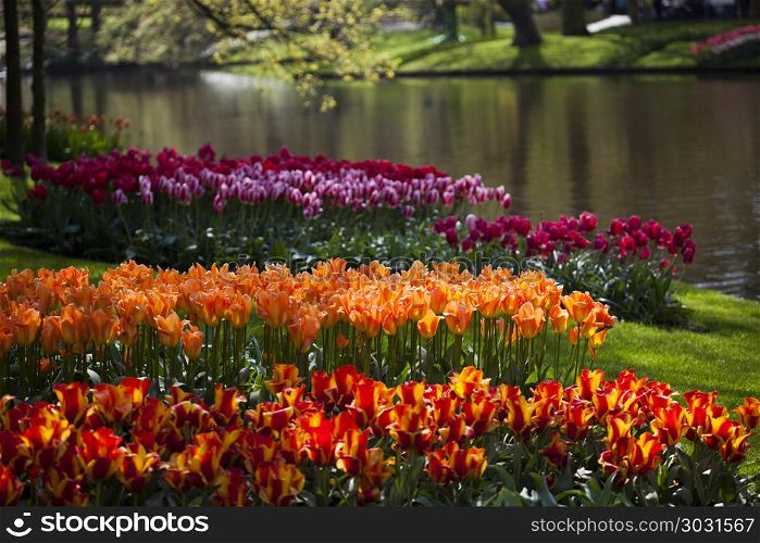 Garden, flower background, tulips. Fresh Beautiful Tulips, flower background