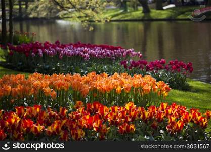 Garden, flower background, tulips. Fresh Beautiful Tulips, flower background