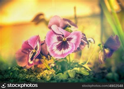 Garden flowers blooming with heartsease, yellow toned, close up, outdoor