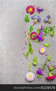 Garden flowers plant on gray stone background, top view, place for text. Gardening concept