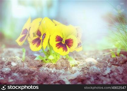 Garden flowers plant with yellow heartsease, toned, outdoor