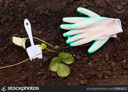 Garden gloves and scoop on fresh ground. Spring gardening, planting plants