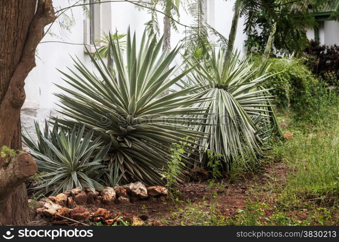 garden in africa with big agaves in yellow and green