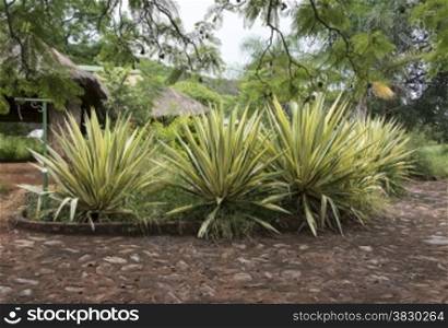 garden in africa with big agaves in yellow and green