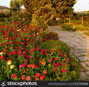 garden in pamukkale turkey trees and flower and the sky