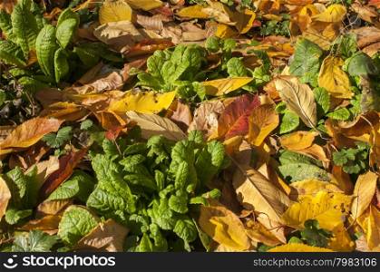 Garden lawn surface closeup in autumn day as background