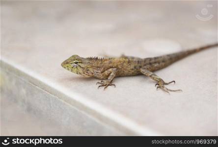 Garden lizard on floor / common brown lizard asia reptile wildlife on natute (Oriental garden lizard)