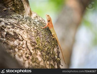 Garden lizard on tree / common brown lizard asia reptile wildlife on natute (Oriental garden lizard) - Lizard red neck