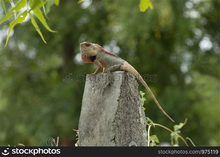 Garden lizard posing on a concrete pole near Pune, Maharashtra