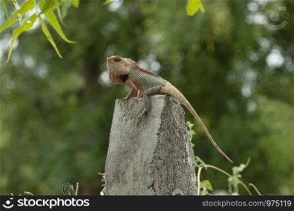 Garden lizard posing on a concrete pole near Pune, Maharashtra
