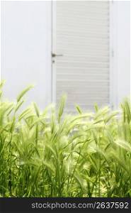 Garden meadow green spikes with house white door in backgrouund