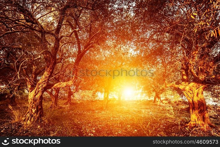 Garden of olive trees, countryside landscape, bright sunset light, dreamy forest, tasty olive production, organic food, harvest season, autumn concept