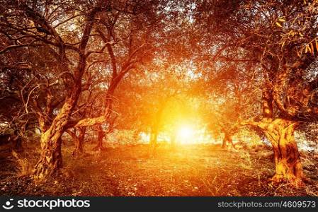 Garden of olive trees, countryside landscape, bright sunset light, dreamy forest, tasty olive production, organic food, harvest season, autumn concept