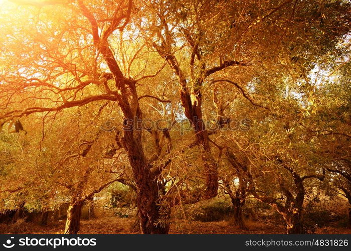 Garden of olive trees, natural background, produce of olive oil, countryside landscape, autumnal nature, harvest season, farming concept&#xA;