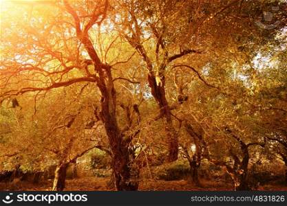 Garden of olive trees, natural background, produce of olive oil, countryside landscape, autumnal nature, harvest season, farming concept&#xA;