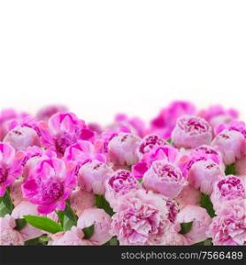 garden of pink peonies isolated on white background