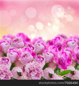 garden of pink peonies on sun bokeh background