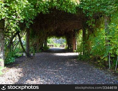 Garden pathway under tree and vine canopy