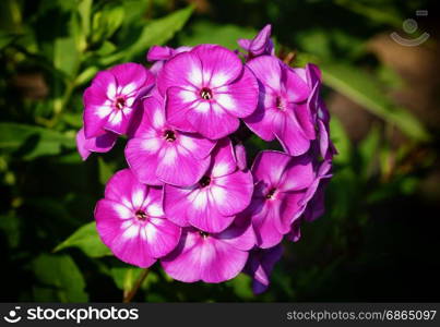 Garden Phlox (Phlox paniculata), flowers of summer