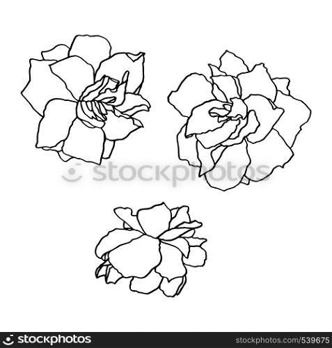 Garden rose hand drawn illustration. Line-art flower drawing. Blooming detailed flower. Template greeting card, wedding invitation, banner.