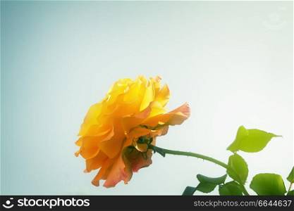 garden rose on blue sky background, retro toned